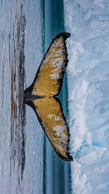 成年座头鲸西尔瓦小海湾南极洲RobertHardi背景