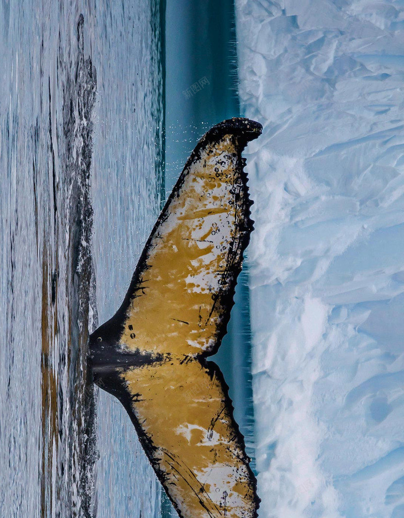 成年座头鲸西尔瓦小海湾南极洲RobertHardijpg设计背景_88icon https://88icon.com 成年 座头鲸 西尔 小海湾 南极洲