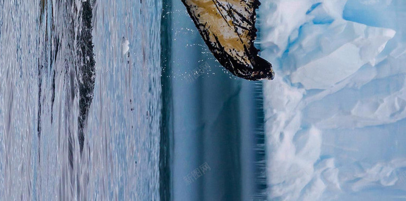 成年座头鲸西尔瓦小海湾南极洲RobertHardijpg设计背景_88icon https://88icon.com 成年 座头鲸 西尔 小海湾 南极洲