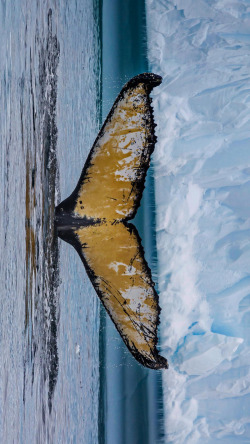 小海湾成年座头鲸西尔瓦小海湾南极洲RobertHardi高清图片