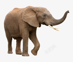 大象图片素材素材