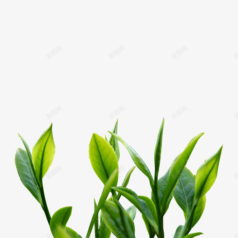 茶植物绿叶实拍png免抠素材_88icon https://88icon.com 植物 绿叶 实拍