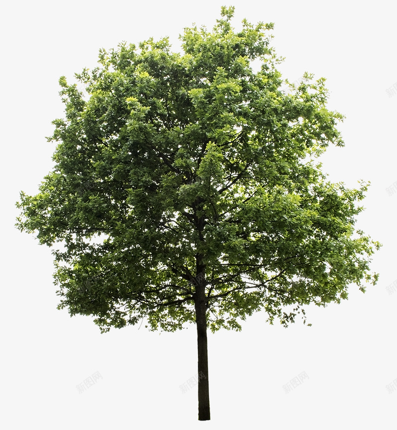 28 DIVERSE TREES PACK   28 DIVERSE TREES PACK 780 MBzip folder including 28  Files HIGH DEFINITION Ipng免抠素材_88icon https://88icon.com 