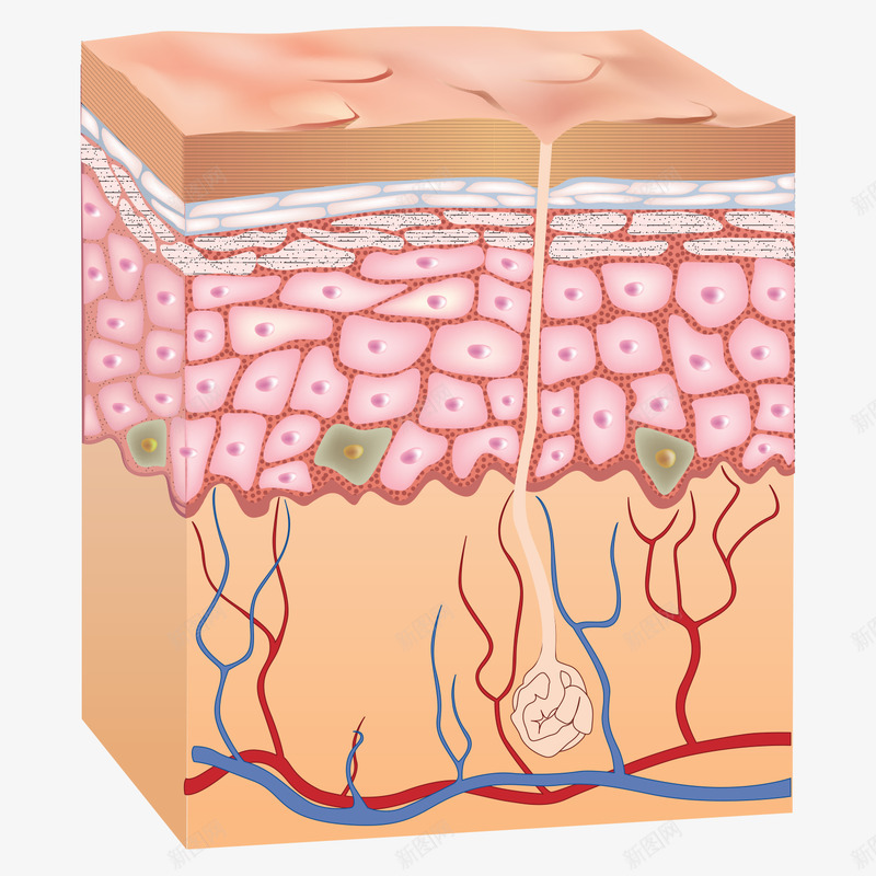 skin diagram细胞png免抠素材_88icon https://88icon.com 细胞