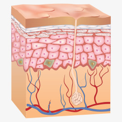 skin diagram细胞素材