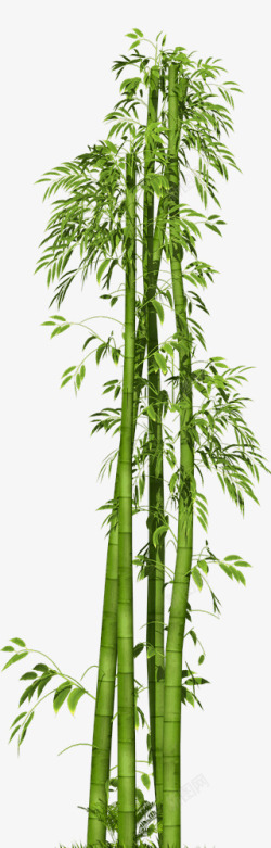 竹子植物素材集中营素材