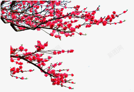 作音画图文专用六漂亮的综合17花开富贵梅花   佳人有约飞飞   网易博客 教程 代码基地植物素材集中营png免抠素材_88icon https://88icon.com 作音画 飞飞 素材 植物 基地 代码 教程 博客 网易 有约 图文