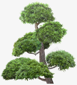 树 png 免扣 植物素材