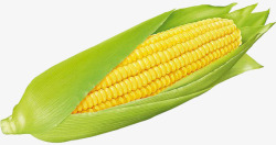 玉米各种素材素材