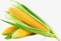 玉米各种素材素材