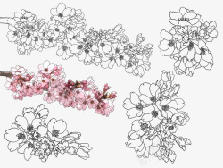 樱花细部线稿花卉素材