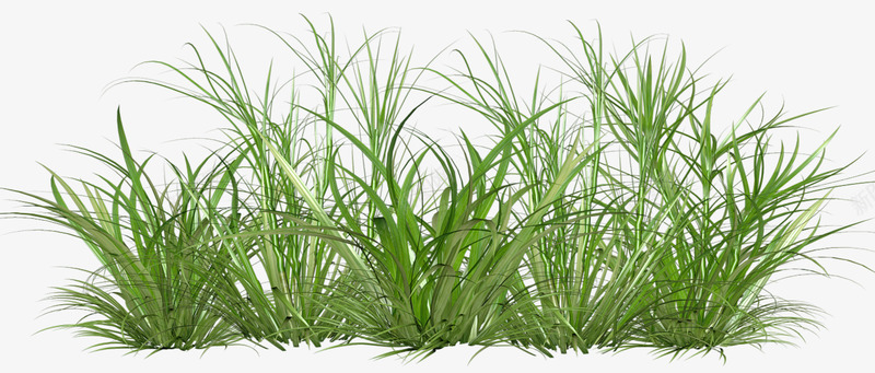 grass21svetlera绿叶树叶草地绿草png免抠素材_88icon https://88icon.com 绿叶 树叶 草地 绿草