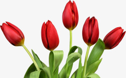 郁金香 鲜花 花朵 叶子 植物鲜花3PNG素材植物鲜花素材