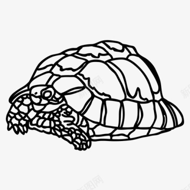 埃及龟动物爬行动物图标