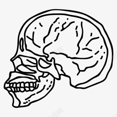 人类人类头骨解剖学万圣节图标