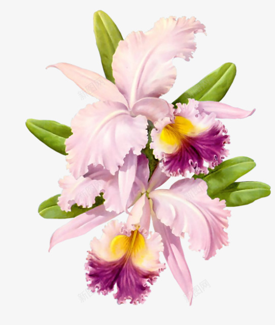 HJRGeorgeHinkeOrchids27Mrt2007Arana花草树木png免抠素材_88icon https://88icon.com 花草树木