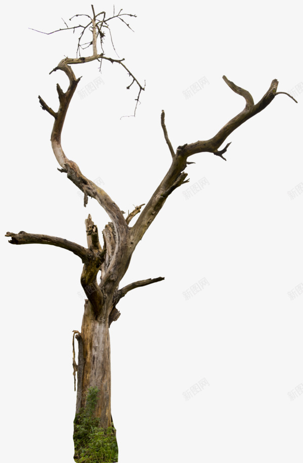 deadtree04hqbygd08d5hw8ma免扣清新小png免抠素材_88icon https://88icon.com 免扣 清新