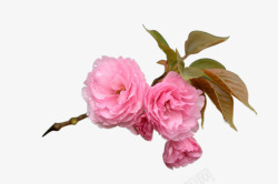 樱花3促销素材