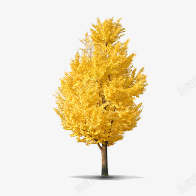 银杏Z植物插画植物木板木头木桩树枝png免抠素材_88icon https://88icon.com 植物 银杏 插画 木板 木头 木桩 树枝