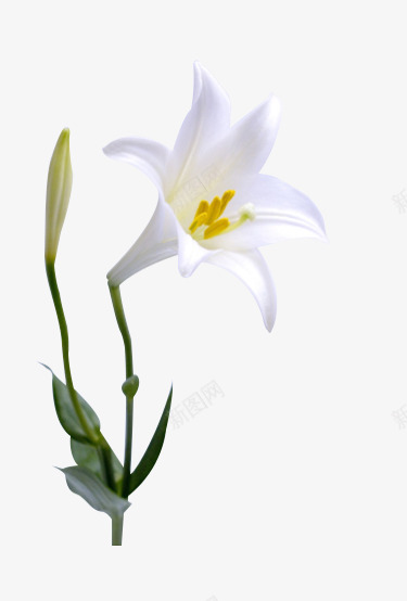 百合花花叶子植物png免抠素材_88icon https://88icon.com 百合 百合花 花花 叶子 植物