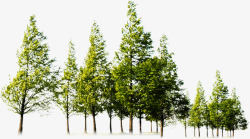 Z植物插画植物木板木头木桩树枝素材