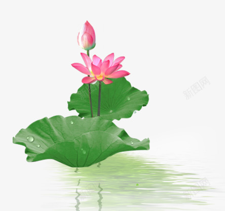 荷莲3花草树木png免抠素材_88icon https://88icon.com 荷莲 花草树木