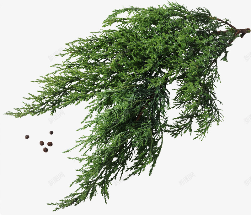 Christmastrees252Arana植物花卉叶子png免抠素材_88icon https://88icon.com 植物 花卉 叶子