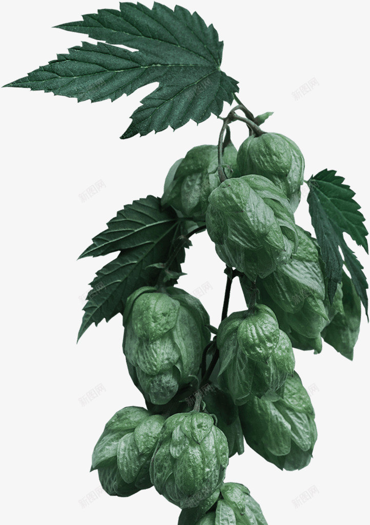 homecraftbeersliderhops7221187植物花小装饰png免抠素材_88icon https://88icon.com 植物 花小 装饰