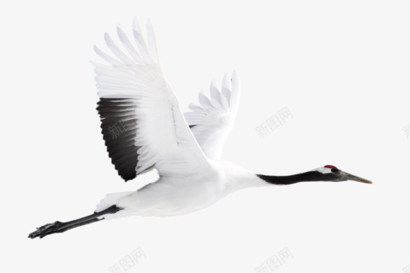 我爱ps131015古风蝈蝈的小窝吧百度贴吧动物Cspng免抠素材_88icon https://88icon.com 我爱 古风 蝈蝈 小窝 百度贴吧 动物