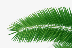 椰子树叶3Z植物插画植物木板木头木桩树枝素材