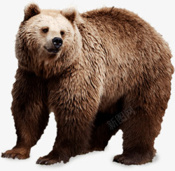 熊北极熊狗熊免扣3lt动物gt素材