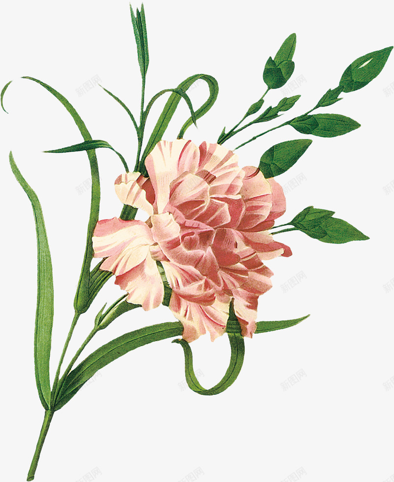 Flower05合集png免抠素材_88icon https://88icon.com 合集