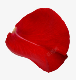 红色浪漫梦幻玫瑰花瓣高清特写素材