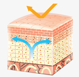 健康肌肤png免抠素材_88icon https://88icon.com 健康 肌肤