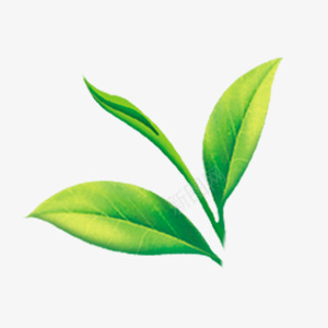 绿茶叶Z植物水果png免抠素材_88icon https://88icon.com 绿茶 茶叶 植物 水果