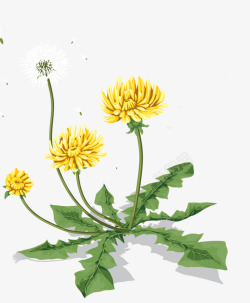 Dandelion植物素材