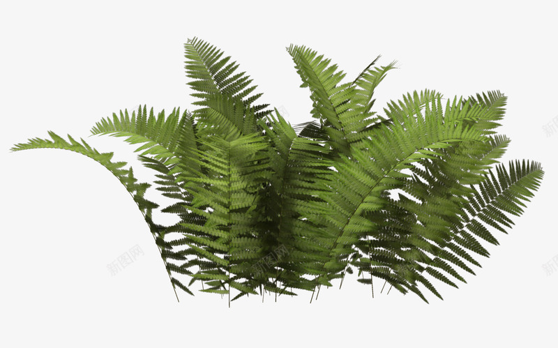 fern07bywolverine041269d620nhpC植物png免抠素材_88icon https://88icon.com 植物