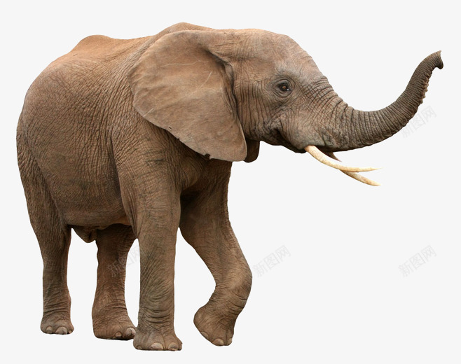 大象D动物插画形式不限png免抠素材_88icon https://88icon.com 大象 动物 插画 形式 不限