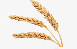 小麦material设计必备素材
