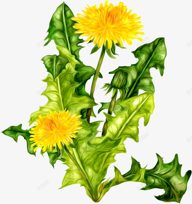 Dandelion植物png免抠素材_88icon https://88icon.com 植物