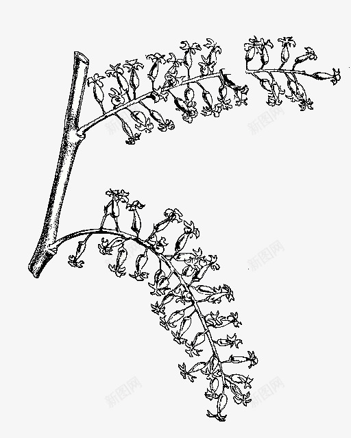 1321免扣植物篇png免抠素材_88icon https://88icon.com 免扣 植物