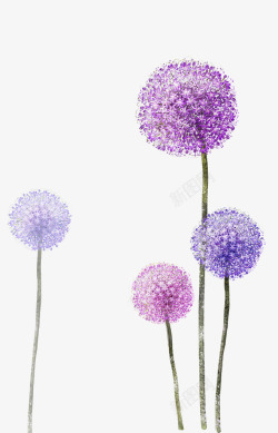 紫色的蒲公英花矢量图图PSDpsd源文件透明底海量尽在Lcc丶植物素材