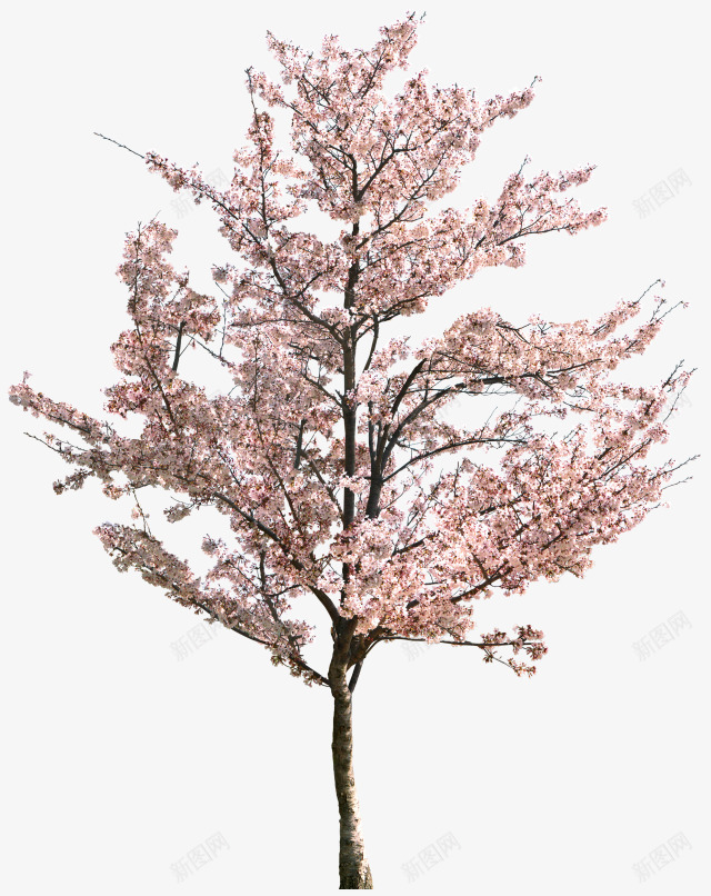 免扣桃花梨花樱花反正是花草树木之类的png免抠素材_88icon https://88icon.com 免扣 桃花 梨花 樱花 反正 正是 花草树木 之类