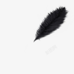 柔软的黑色羽毛元素素材