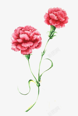 康乃馨母亲节感恩节34插画母亲节父亲教师节素材