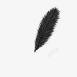 手绘黑色柔软的羽毛元素素材