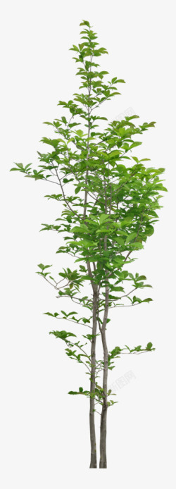 立面树3D8E3磁性宝宝绿植盆栽免扣素材