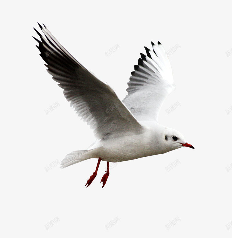 gull7大全png免抠素材_88icon https://88icon.com 大全