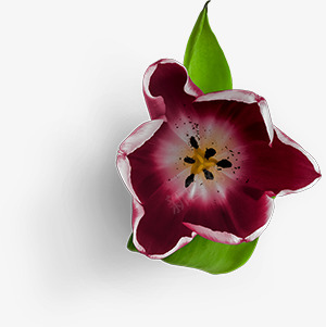 郁金香开花花卉植物免扣去底透明水彩奥美Linda花卉免扣要账号看简介png免抠素材_88icon https://88icon.com 花卉 郁金香 开花 植物 扣去 透明 水彩 奥美 免扣 账号 简介