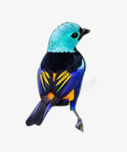 蓝色的小鸟动物格式图透明图素材